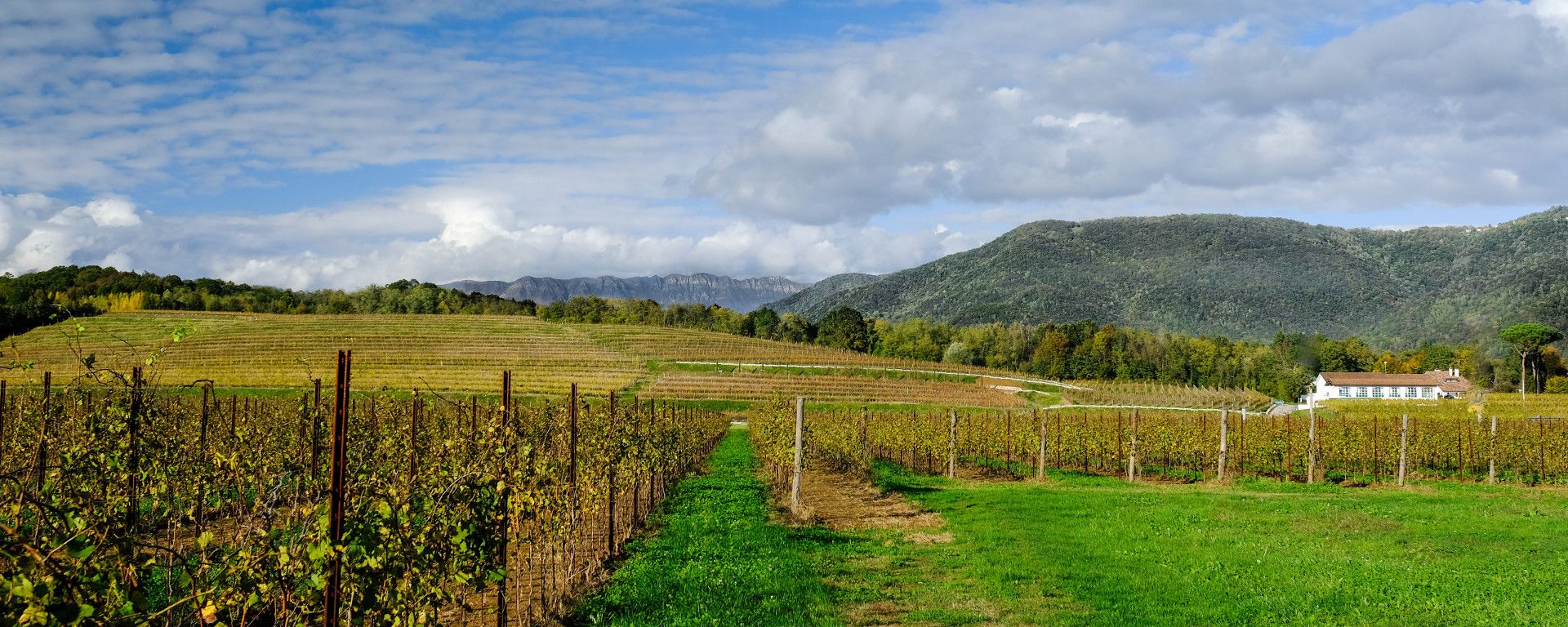 Podere Bellazoia vigneto