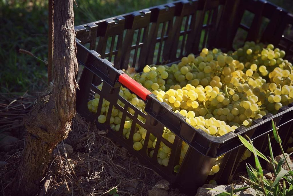 La Vendemmia ai Tenimenti Civa Uva Sauvignon blanc