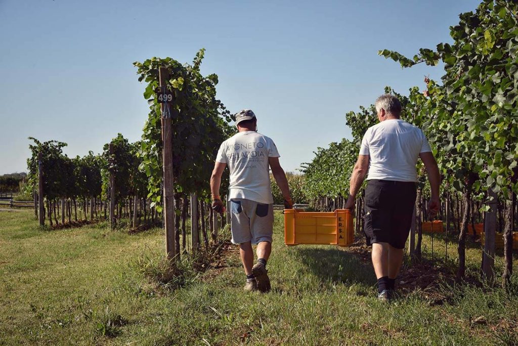 Quando si fa la vendemmia