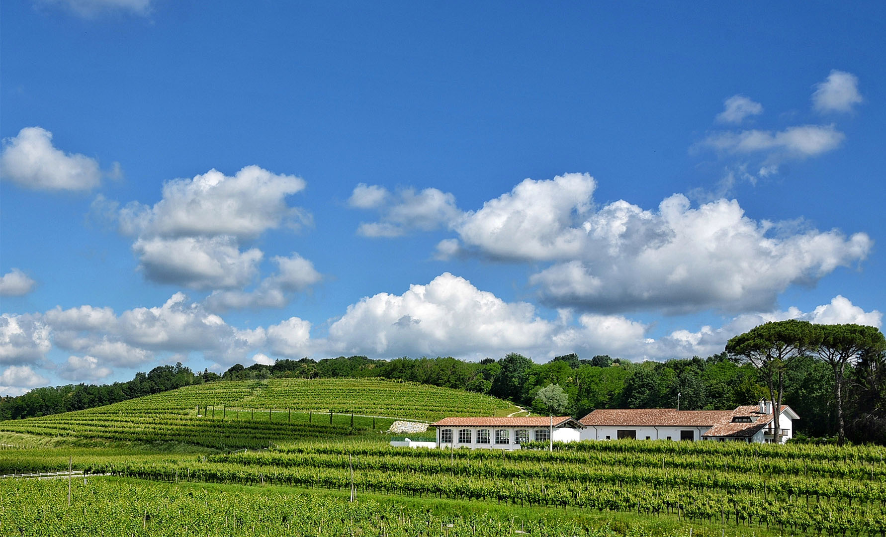 I Colli Orientali del Friuli scrigno di preziosi vini e paesaggi suggestivi